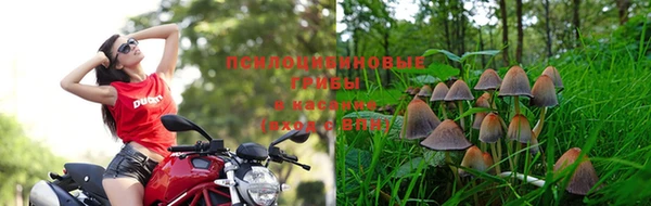 индика Волоколамск